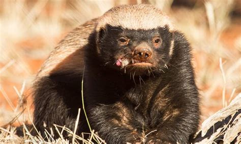 Honey Badger Predators: 11 Animals That Kill Honey Badgers – Animal ...