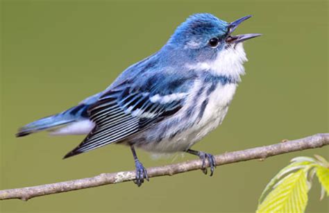 Cerulean Warbler - American Bird Conservancy