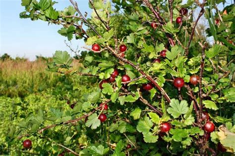 How to Grow and Care for Gooseberry Bushes | Gardener's Path