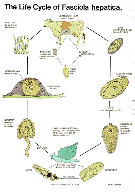 Lecture Notes in Medical Technology: Lecture #8: THE LIVER FLUKES