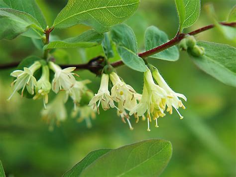 Lonicera caerulea - Изображение особи - Плантариум