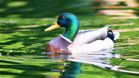 White Aquamarine Duck Is Swimming On Water 4K HD Animals Wallpapers ...