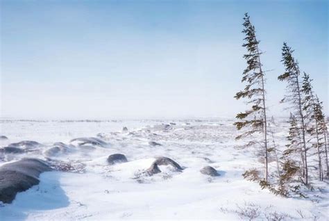 Tundra Biome: Climate, Location, Temperature, Precipitation, Plants and ...