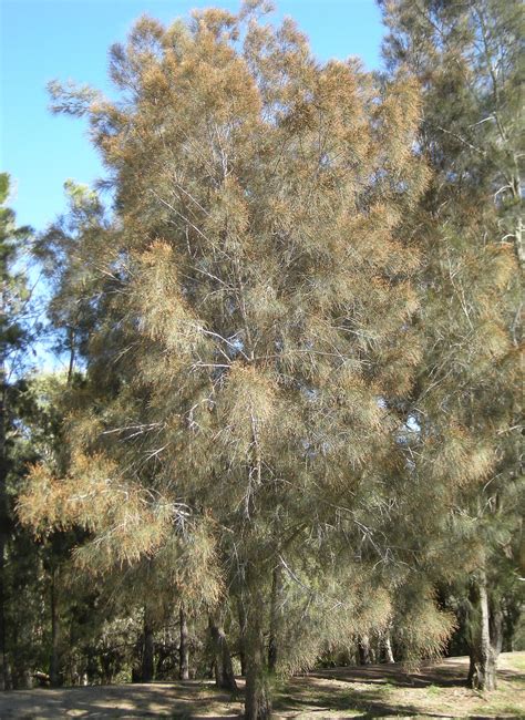 Casuarina cunninghamiana - Wikipedia