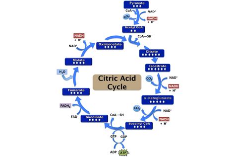 Citric Acid Cycle Steps: ATP Production