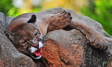 Wallpaper : big cats, jaguars, animals, cougars 2048x1244 ...