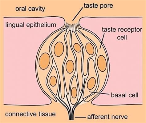 taste buds under microscope - Google Search | Kaarten