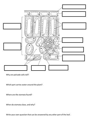 Leaf Structure Worksheet | Teaching Resources