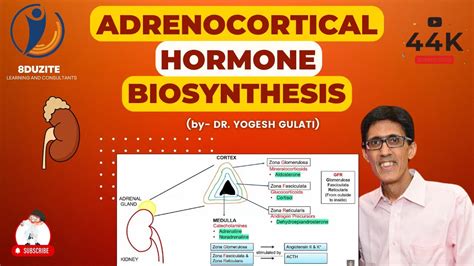 Adrenocortical Hormone Biosynthesis - YouTube