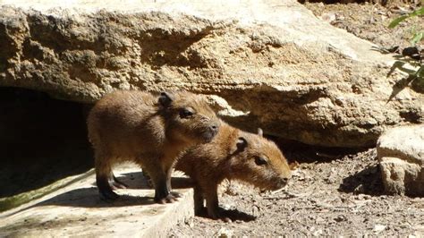 Understanding Capybara Self-Defense Mechanisms - Baby Capybara