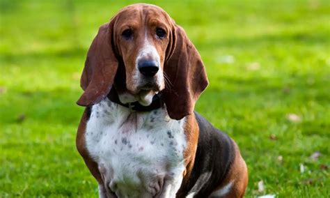 How Much Exercise Do Basset Hounds Need? - Beagle Care