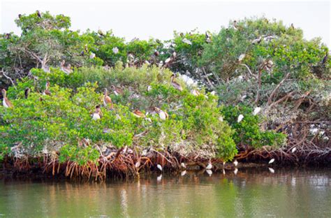 Mangrove swamps - Appropedia: The sustainability wiki