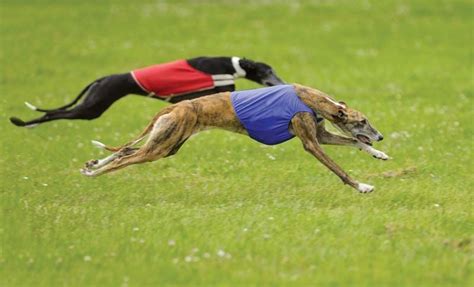 Greyhound | Dog, Appearance, Racing, History, & Facts | Britannica