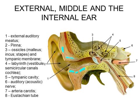 Human Ear: Structure and Anatomy The anatomy of ear consists of ...