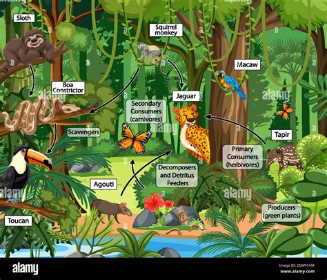 Food chain diagram concept on forest background Stock Vector Image ...