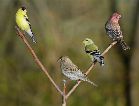 Pairs of male and female House finches and Goldfinches Photograph by ...