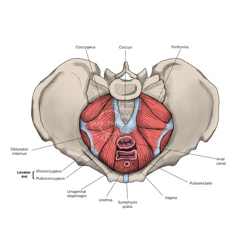 Pelvis Anatomy - Artomedics Studio