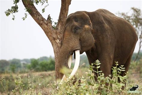 "Decoding the Enigma: Distinguishing Tusks and Tushes in Asian ...