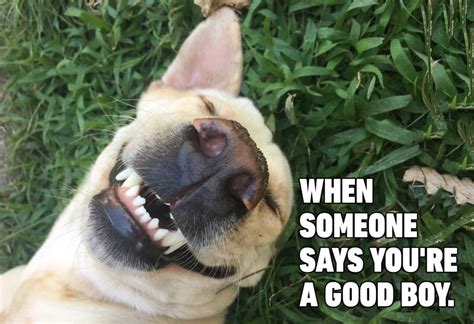 15 Hilarious Dog Memes You'll Laugh at Every Time | Reader's Digest