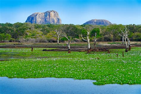 Yala National Park (Official GANP Park Page)