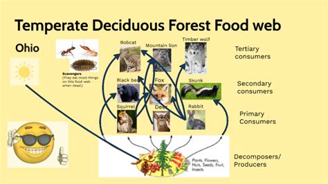 Temperate Deciduous Forest Food web by Kingston Folkerts on Prezi