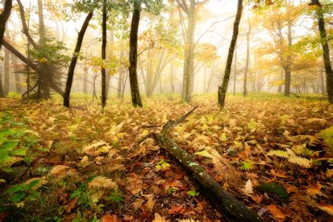 Autumn Photography: Tips to Photographing the Colors of Autumn