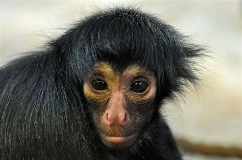 Pin on Primates New World: Red-faced Spider Monkey (Ateles paniscus)