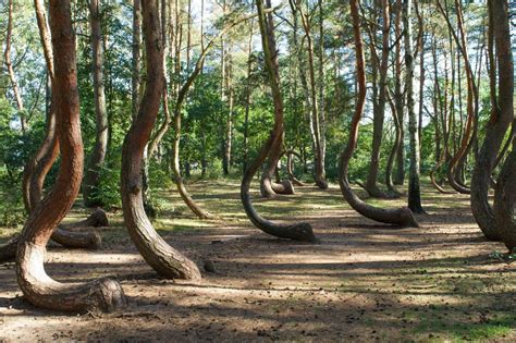 Crooked Forest Trees, Hidden Gems | Visit poland, Crooked forest, Poland