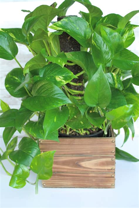 10 Low-Light Indoor Plants the Can Thrive in Your Home and Office ...