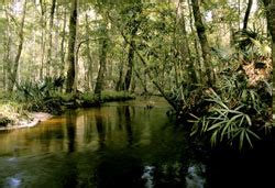 Camp Blanding Wildlife Management Area | FWC