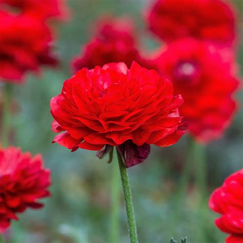 Red Ranunculus Bulbs for Sale – Easy To Grow Bulbs