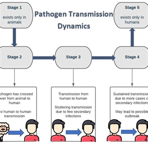 Schematic outline of the different stages of pathogen transmission and ...