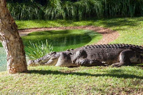 Sydney Day Trips: The Australian Reptile Park - Adventure, baby!