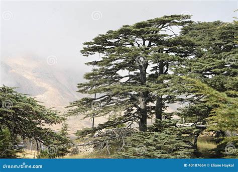 Cedar Forest of Lebanon stock photo. Image of coniferous - 40187664