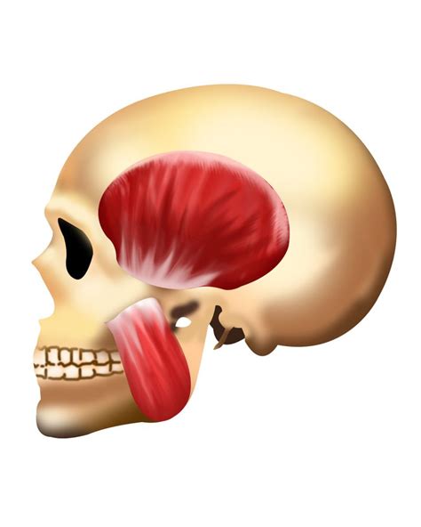 Músculos de la masticación | Musculos, La masticación, Músculos de la cara