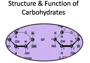 Carbohydrate Structure and Function | Mastering Biology Quiz