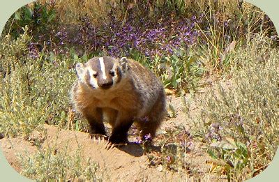 Recognizing Badger Habitat