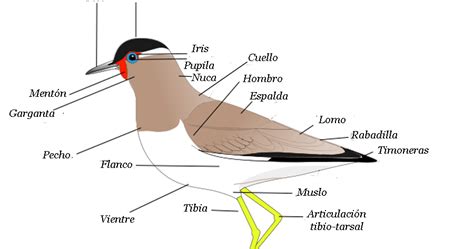 Aves Bonaerenses: Anatomía de un ave