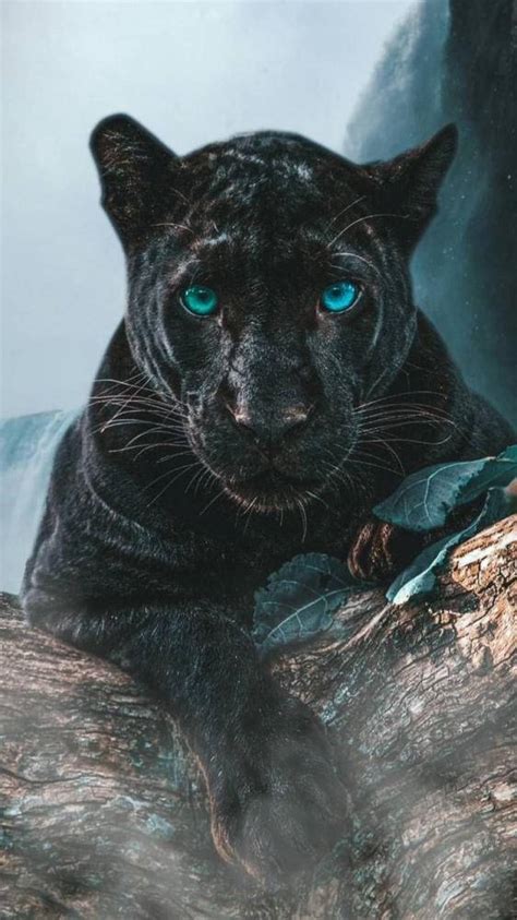 [100+] Black Panther Animal Backgrounds | Wallpapers.com