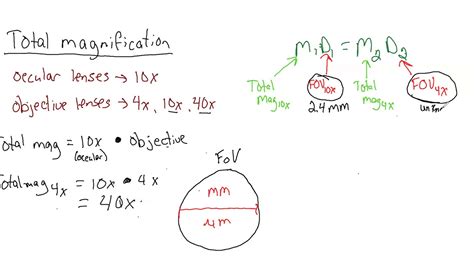 Compound Light Microscope Magnification Calculation | Shelly Lighting