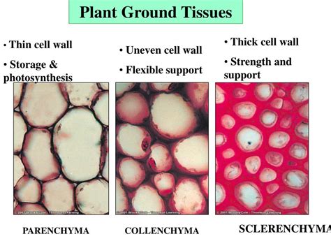 PPT - Vascular Tissue -- Xylem and Phloem PowerPoint Presentation, free ...