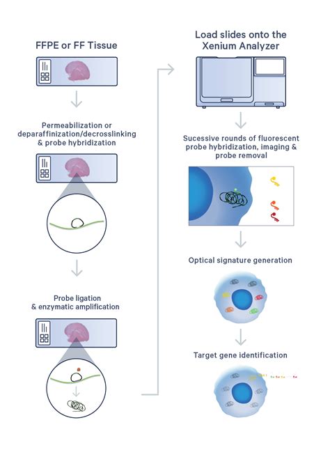 In Situ Analysis Technology - 10x Genomics