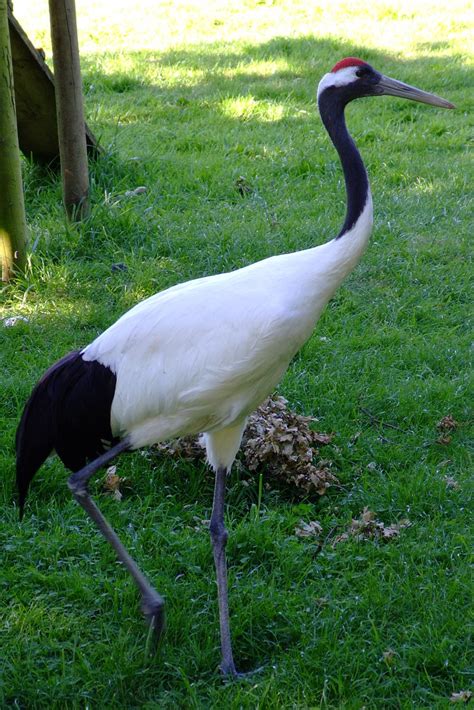 File:Grus japonensis -Marwell Wildlife, Hampshire, England-8a.jpg ...