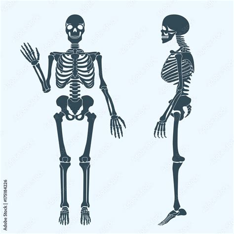 Human bones skeleton silhouette vector. Anatomy of human body. Stock ...