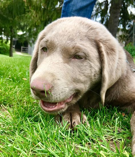 Silver lab puppy http://ift.tt/2r4h1Pp | Silver lab puppies, Lab puppy ...