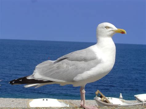 Seagull on the beach Free Photo Download | FreeImages