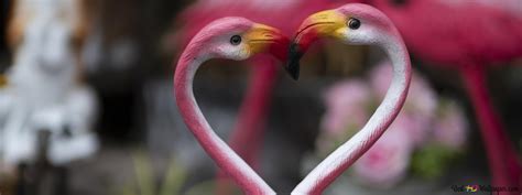 Pink flamingos love heart 4K wallpaper download