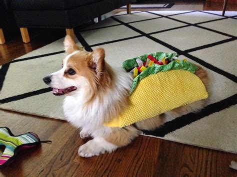 More #Corgis in Costumes: Halloween Week Rolls On! - The Daily Corgi