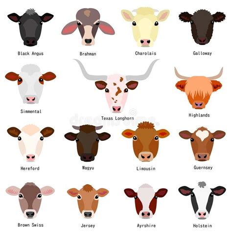 Cattle chart with breeds name stock illustration Baby Cows, Cute Cows ...