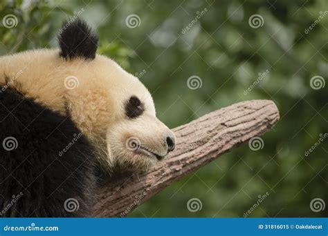 Giant Panda Bear Sleeping on a Branch, Close-up Stock Image - Image of ...